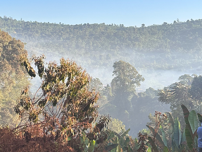 エチオピア Co-NECT グジ ハンベラ ウェメナ アナエロビック